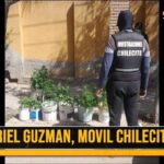 Chilecito: policía incautó 10 plantines de marihuana