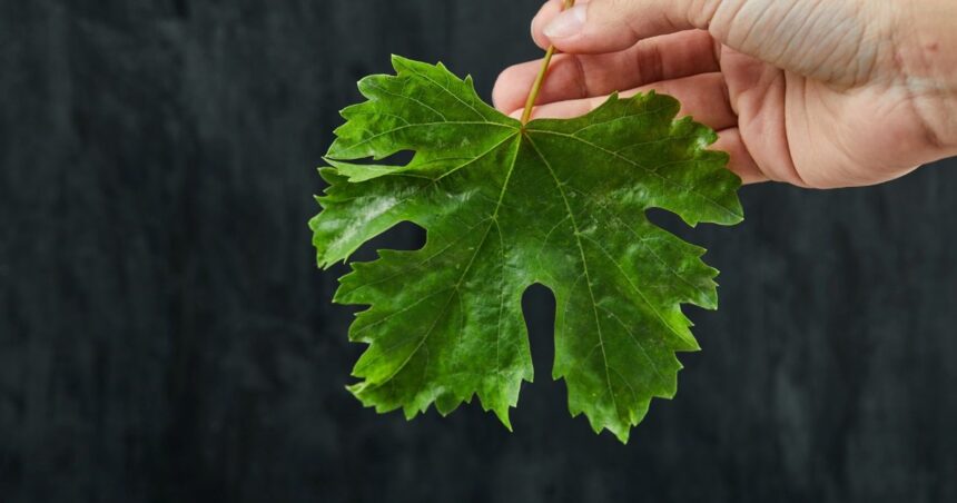 Qué secretos ocultan las hojas de perilla para la salud, según la ciencia Qué secretos ocultan las hojas de perilla para la salud, según la ciencia