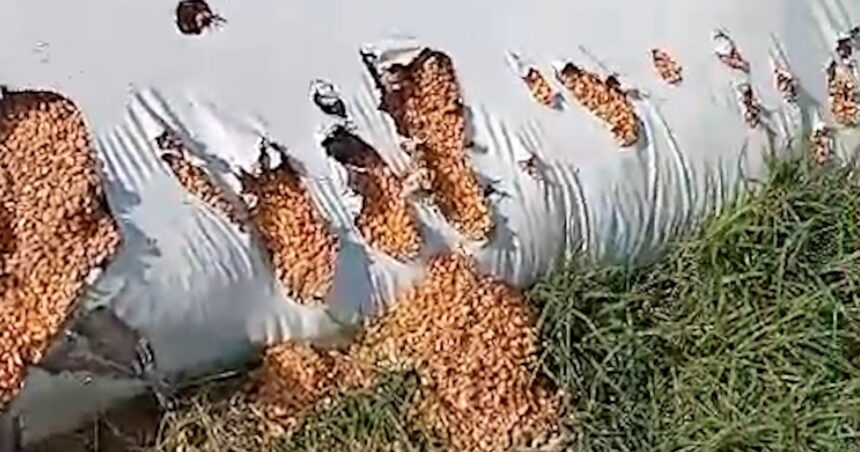 Siguen los ataques de jabalíes a silobolsas en el campo y hay pérdidas millonarias por la plaga Siguen los ataques de jabalíes a silobolsas en el campo y hay pérdidas millonarias por la plaga