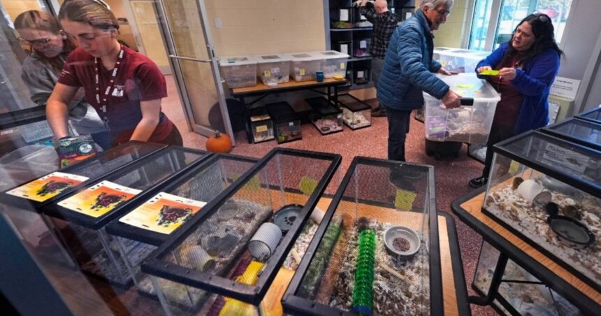 Un refugio de animales está en problemas: un hombre les llevó 1.000 ratones Un refugio de animales está en problemas: un hombre les llevó 1.000 ratones