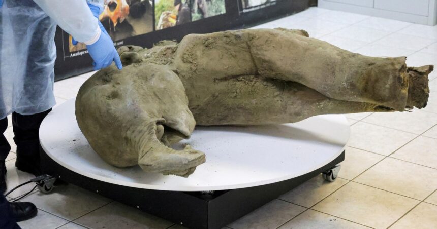 Presentaron al mundo los restos intactos de una cría de mamut de más de 50.000 años Presentaron al mundo los restos intactos de una cría de mamut de más de 50.000 años