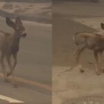 Un pequeño “Bambi” huye desesperado de los incendios en Los Ángeles