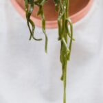 Cuáles son los efectos de la espirulina en el cerebro