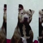 Pitbull mordió el rostro a joven de 19 años en el barrio Los Olmos