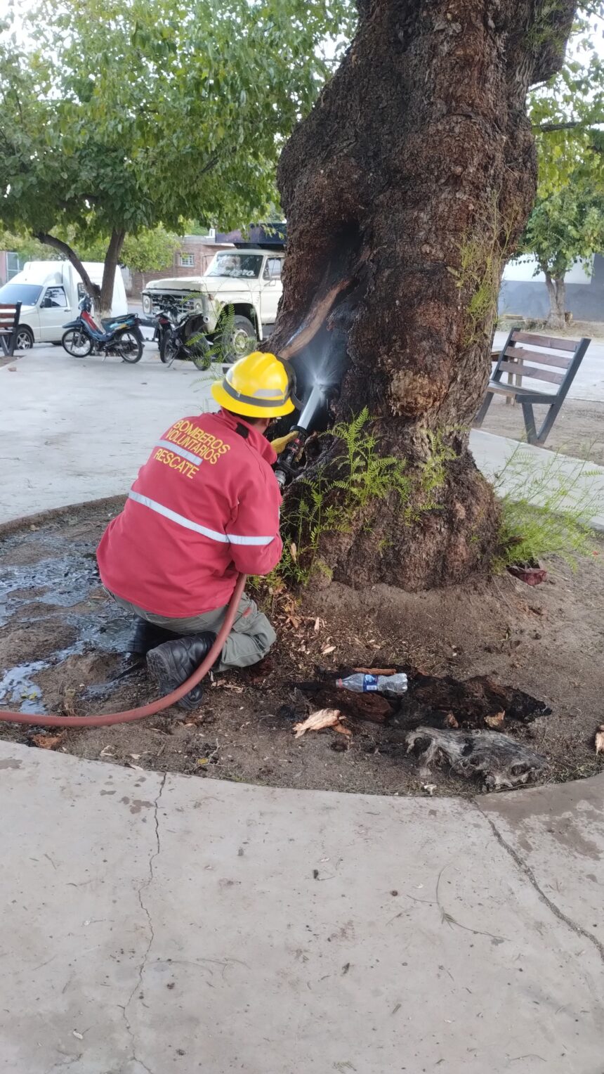 Controlan incendio en el interior de un árbol en Dardo Rocha y Chacho Peñaloza