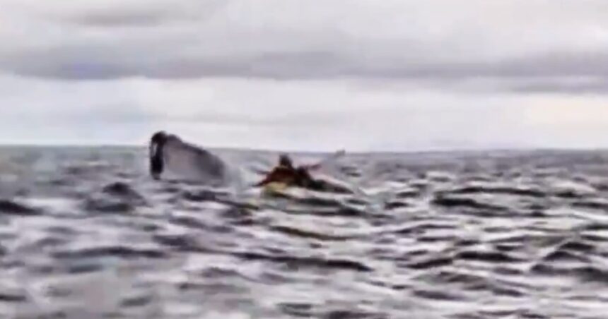“Pensé que me había comido”: el relato del joven que fue engullido por una ballena y se salvó “Pensé que me había comido”: el relato del joven que fue engullido por una ballena y se salvó