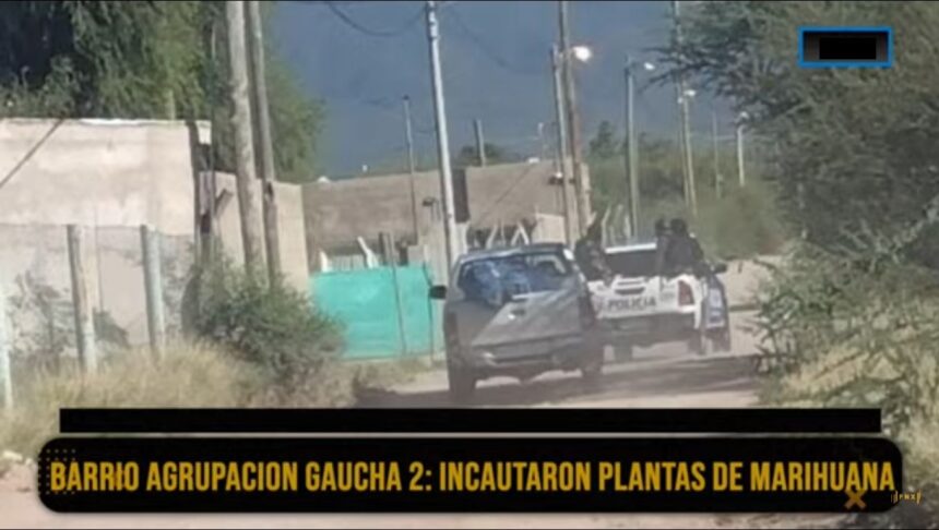 Policía y gendarmería incautaron plantas de marihuana Policía y gendarmería incautaron plantas de marihuana