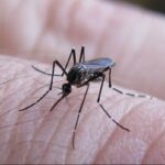 Salud confirmó un nuevo caso de dengue en el oeste de la ciudad