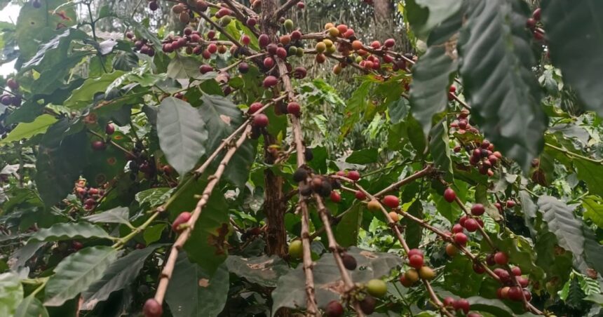 Con aroma a yunga: ¿puede convertirse Tucumán en estrella cafetalera? Con aroma a yunga: ¿puede convertirse Tucumán en estrella cafetalera?