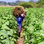 Un riojano será el nuevo coordinador del Fondo Especial del Tabaco