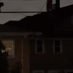 Un video muestra a tres mapaches cruzando un cableado eléctrico al estilo de “Misión Imposible”