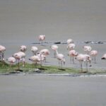 Flamencos y aves migratorias fueron censadas en Laguna Brava