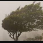 Alerta naranja y amarilla por viento fuerte en toda la provincia