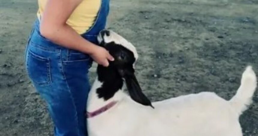 No es el perro: cuál es el animal más cariñoso e inteligente, según la ciencia