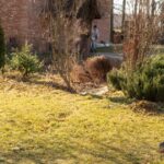 La fórmula de jardineros para evitar el moho en el césped: paso a paso