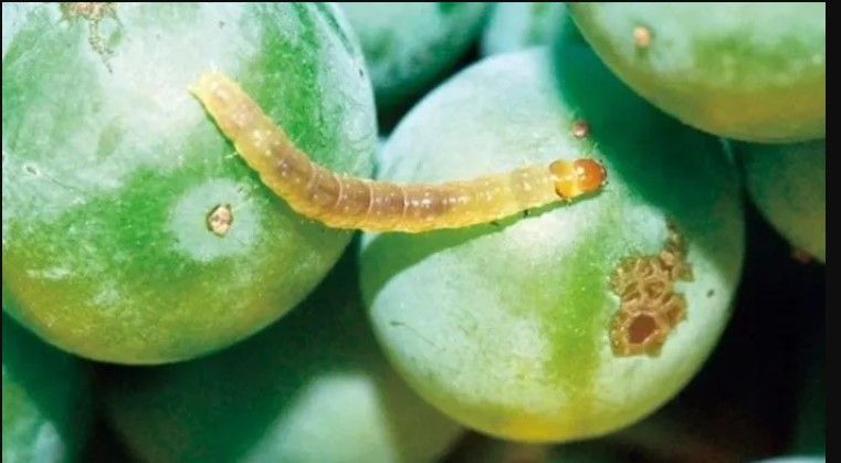 SENASA declara Alerta Fitosanitaria en La Rioja tras detectar la polilla de la vid