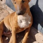 Robaron un perro de raza Bull Terrier en el barrio Jerusalén