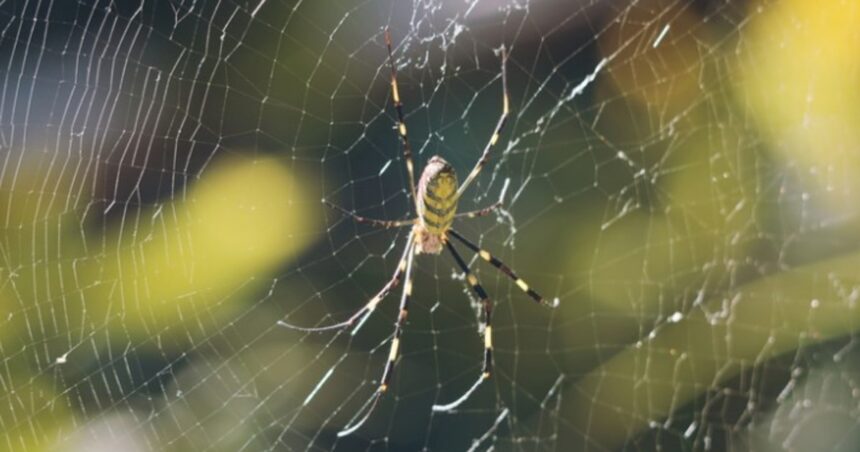 Qué significa que aparezcan arañas en casa, según la psicología